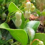Gaultheria procumbens Flor