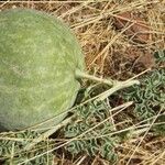 Citrullus colocynthis Hábito