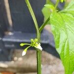 Solanum americanum Flower