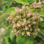 Hoffmannanthus abbotianus Flor