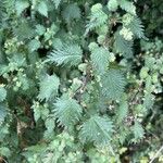 Urtica pilulifera Blatt