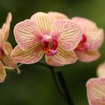 Phalaenopsis spp. Blomma
