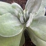 Cotyledon orbiculata Leaf