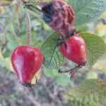 Rosa tomentosa Fruit