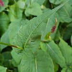 Bistorta amplexicaulis Frunză