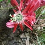 Passiflora racemosa Blüte