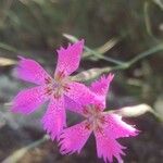 Dianthus lusitanus 花