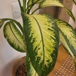 Dieffenbachia seguineLeaf