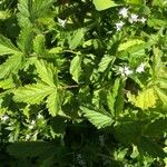 Potentilla chinensis Blad