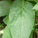 Symphytum asperum Leaf