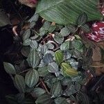 Peperomia quadrangularis Leht