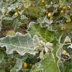 Solanum marginatum Blatt