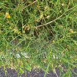 Genista fasselata Jani