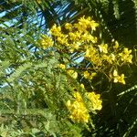 Senna multijuga Floare