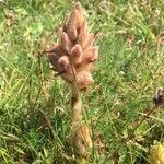 Orobanche caryophyllacea Other