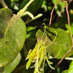 Erianthemum dregei Leaf