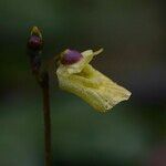 Utricularia minor Kwiat