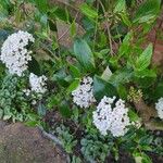 Viburnum × burkwoodii ফুল