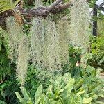 Tillandsia usneoides List