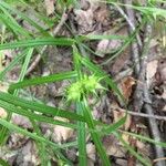 Carex intumescens ഇല