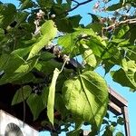 Catalpa bignonioidesKwiat