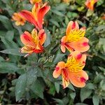 Alstroemeria aurea ফুল