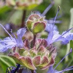 Salvia dorrii Cvet