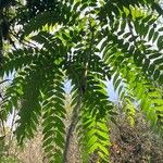 Cedrela fissilis Leaf