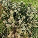 Cylindropuntia fulgida Diğer