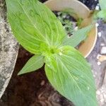 Spigelia anthelmia Blad