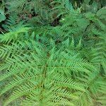 Pteris tremula फल