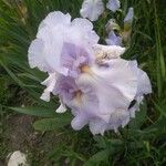 Iris pallida Virág