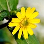 Sanvitalia procumbens Fula