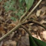 Rothmannia whitfieldii Bark