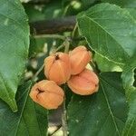 Croton sylvaticus Fruto