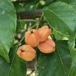 Croton sylvaticus Fruit