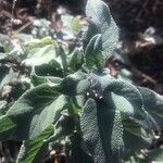 Salvia fruticosa 葉