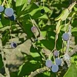 Chionanthus virginicus Fruit