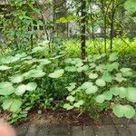 Bauhinia tomentosa Blatt