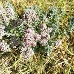 Teucrium capitatumFlower