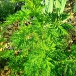 Artemisia annua برگ