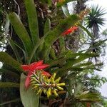 Aechmea nudicaulis Blad