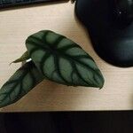 Alocasia baginda Лист
