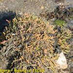 Salicornia perennis Habitus