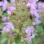 Thymus pulegioidesFlor