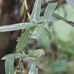 Salix purpurea पत्ता