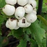 Actaea rubra Frukt