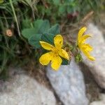 Hypericum richeri Flower