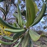 Vochysia tucanorum Φύλλο
