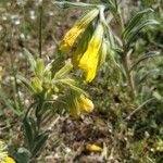 Onosma erecta Blodyn